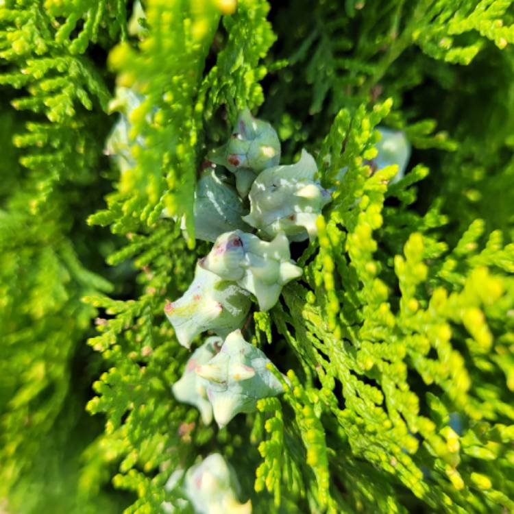 Plant image Platycladus orientalis  syn. Thuja Orientalis