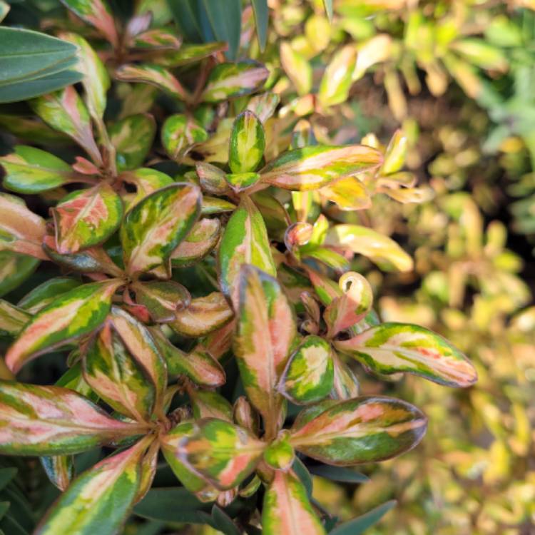 Plant image Coprosma repens 'Evening Star'