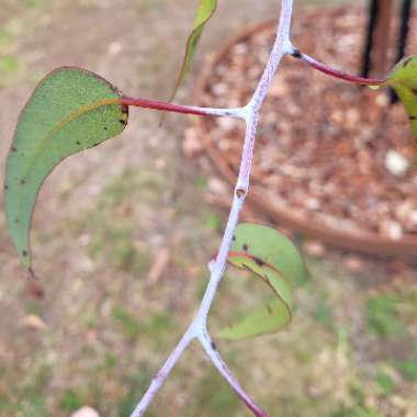 Eucalyptus leucoxylon