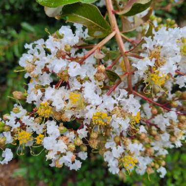 Lagerstroemia