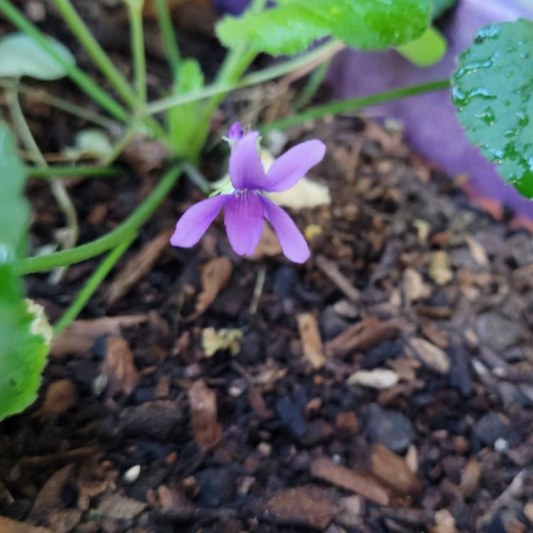 Plant image Viola odorata 'Baronne Alice de Rothschild'