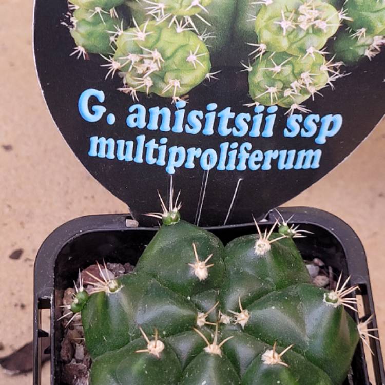 Plant image Gymnocalycium anisitsii subs. multiproliferum