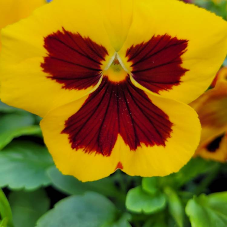 Plant image Viola cornuta 'Penny™ Orange Jump Up'