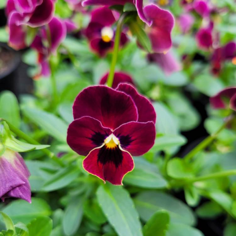 Plant image Viola x wittrockiana 'Matrix Scarlet'