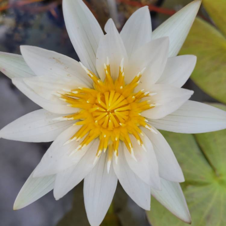 Plant image Nymphaea 'Candida'