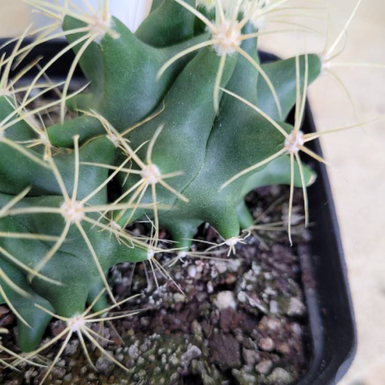 Plant image Ferocactus electracanthus syn. Ferocactus histrix