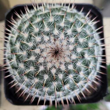 Mammillaria Bocasana