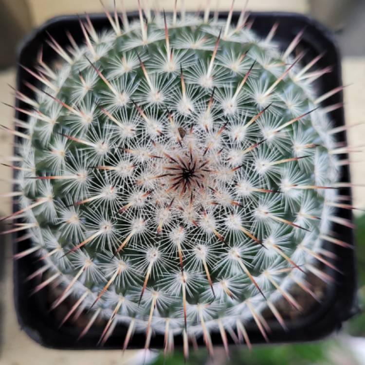 Plant image Mammillaria Bocasana