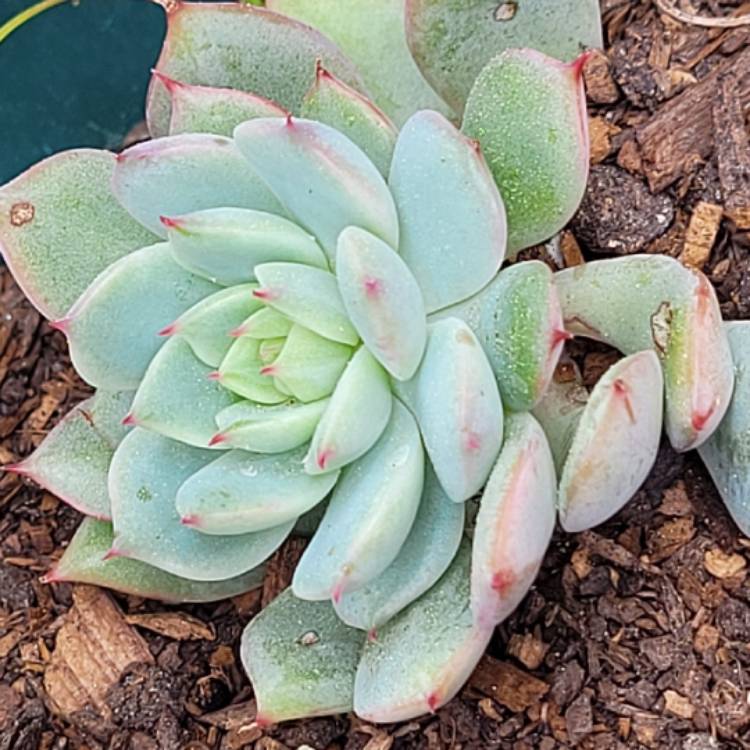 Plant image Echeveria Captain Hay