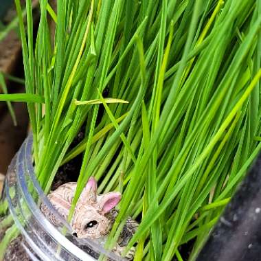 Triticum Aestivum