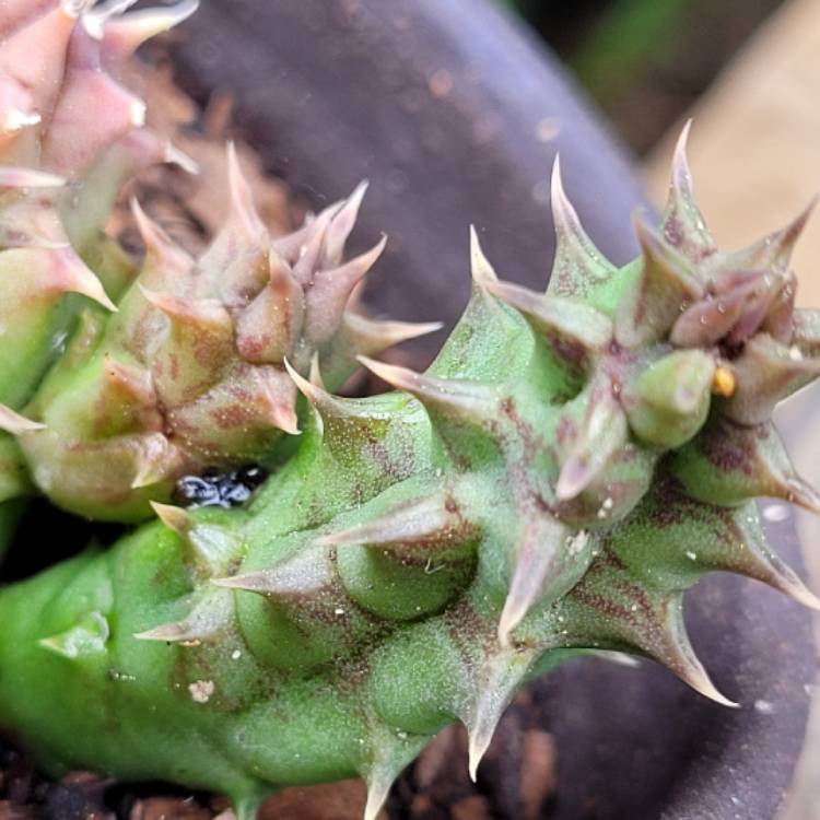 Plant image Huernia oculata syn. Huernia rogersii