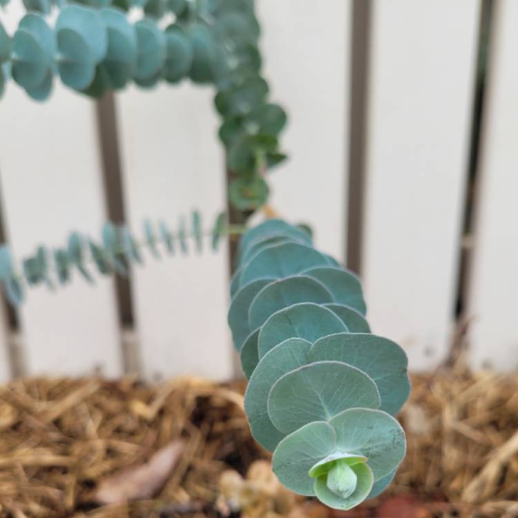 Plant image Eucalyptus cinerea subsp. cinerea