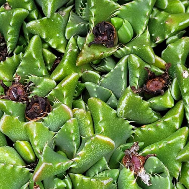 Plant image Faucaria Tigrina Haw. Schwantes