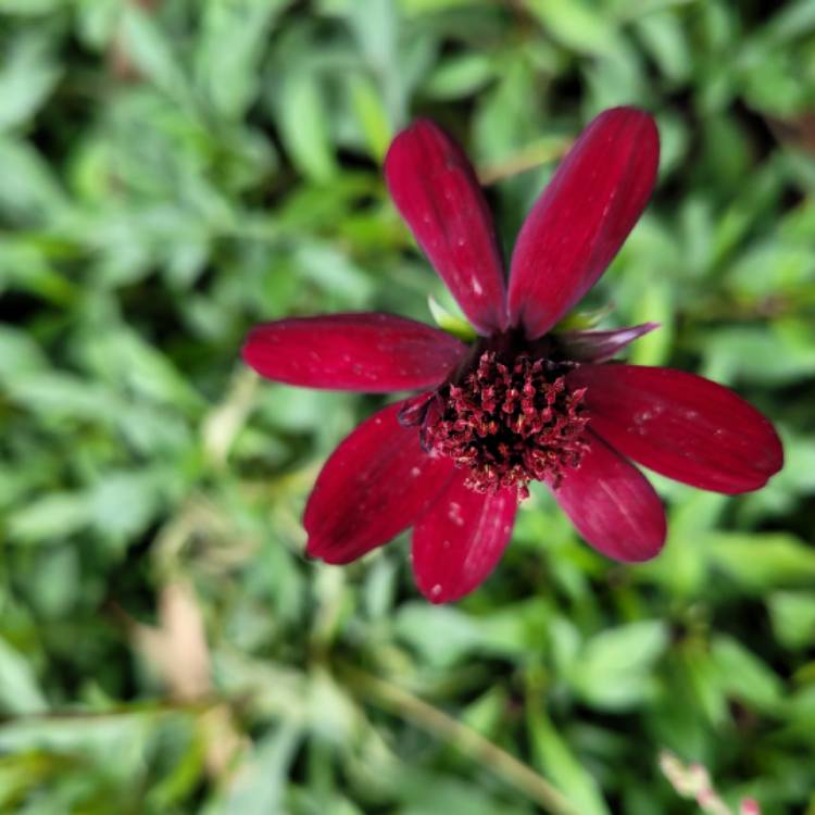 Plant image Cosmos atrosanguineus 'Chocamocha' syn. Cosmos atrosanguineus 'Thomocha'