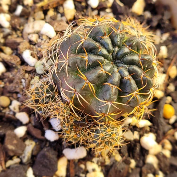 Plant image Gymnocalycium mesopotamicum