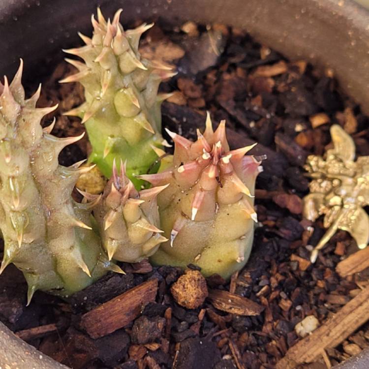 Plant image Huernia oculata syn. Huernia rogersii