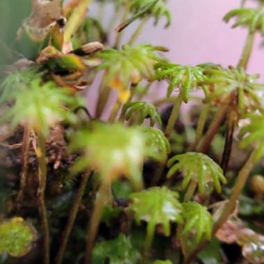 Common Liverwort