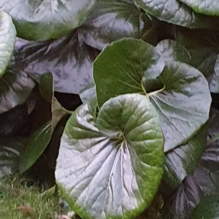 Plant image Ligularia reniformis