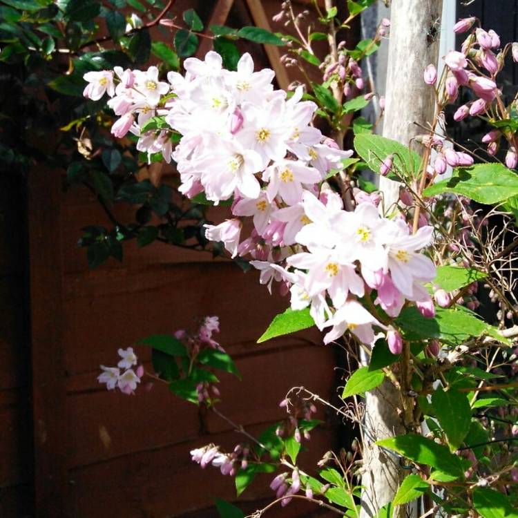 Plant image Deutzia x hybrida 'Mont Rose'