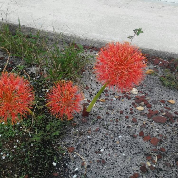 Plant image Scadoxus multiflorus subsp. katherinae