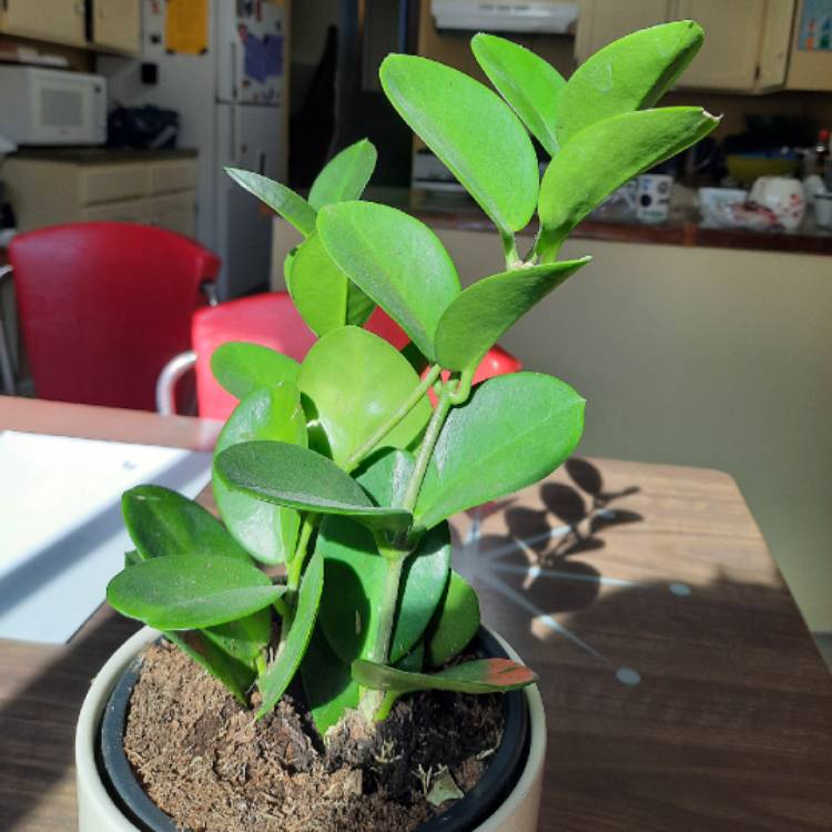 Plant image Hoya pachyclada