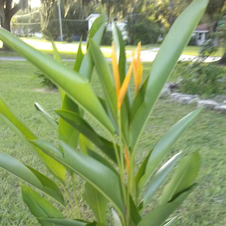 Plant image Heliconia angusta 'Orange Christmas'