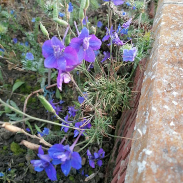 Plant image Delphinium chinensis 'Blue Butterfly'