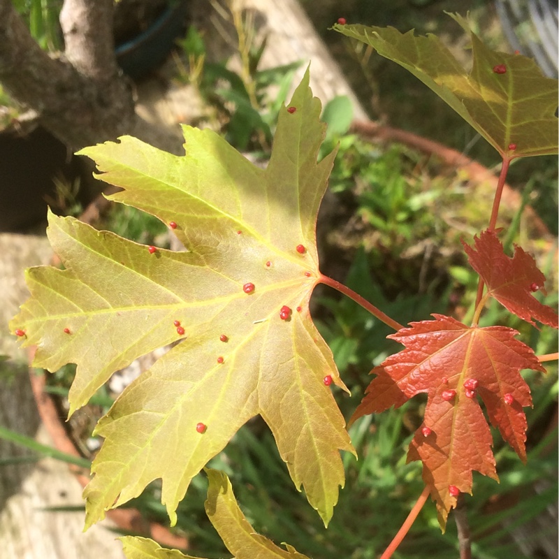 Plant image Acer palmatum 'Wilson's Pink Dwarf'