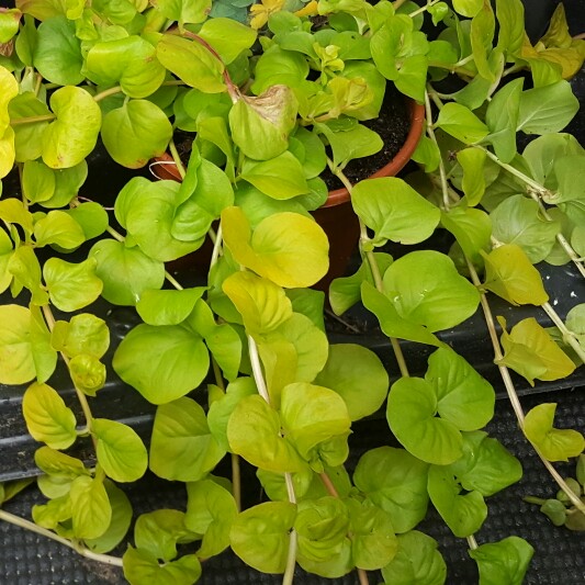 Creeping Jenny 'Goldilocks'