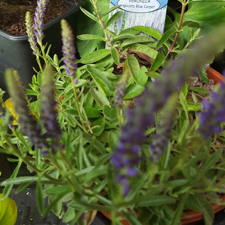 Spiked Speedwell 'Blue Carpet'