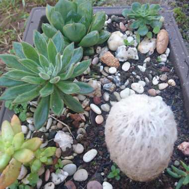 Cephalocereus Senilis