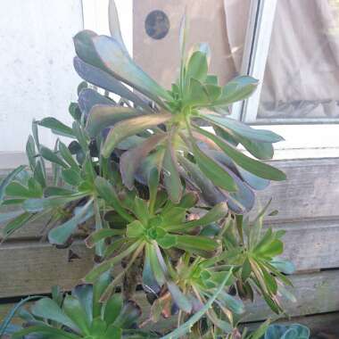 Aeonium Arboreum Chocolate Rose