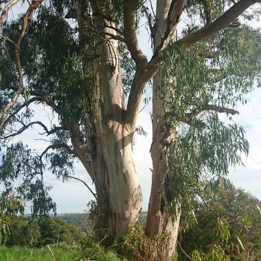 Eucalyptus Chapmaniana