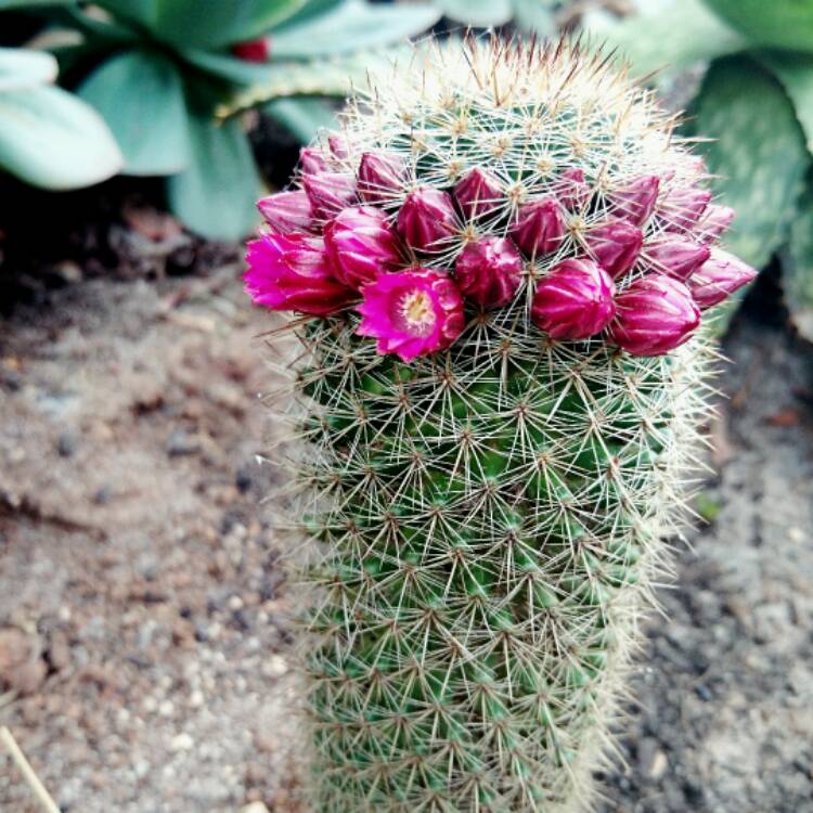 Plant image Mammillaria pilcayensis