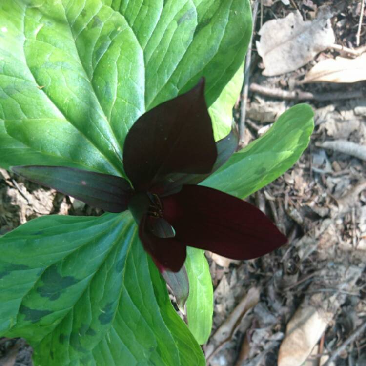 Plant image Trillium