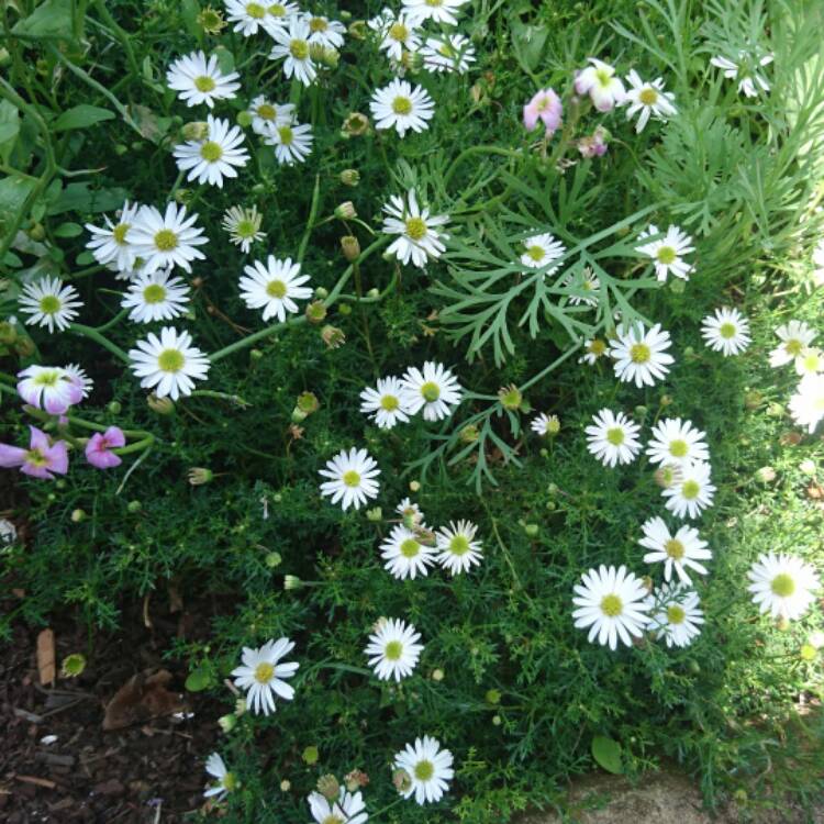 Plant image Brachyscome multifida