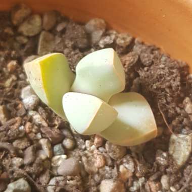 Lapidaria margaretae syn. Mesembryanthemum margaretae