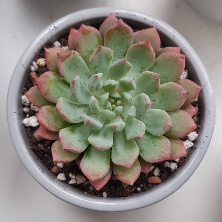 Plant image Echeveria Chrissy And Ryan