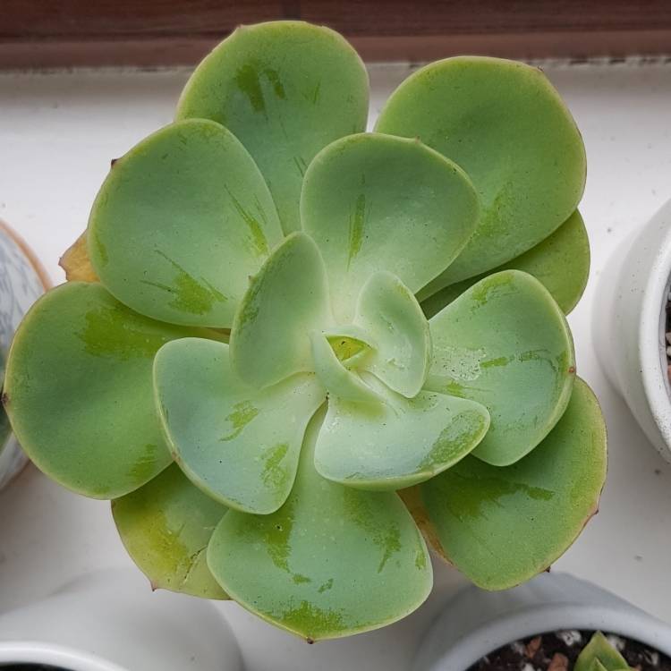 Plant image Echeveria Peach Pride