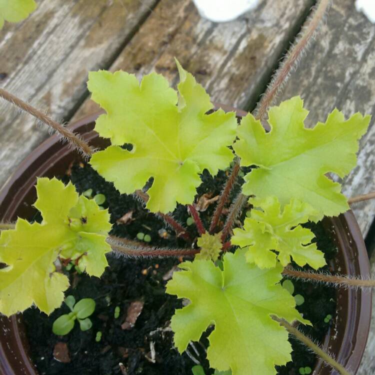 Plant image Heuchera 'Lime Ruffles'