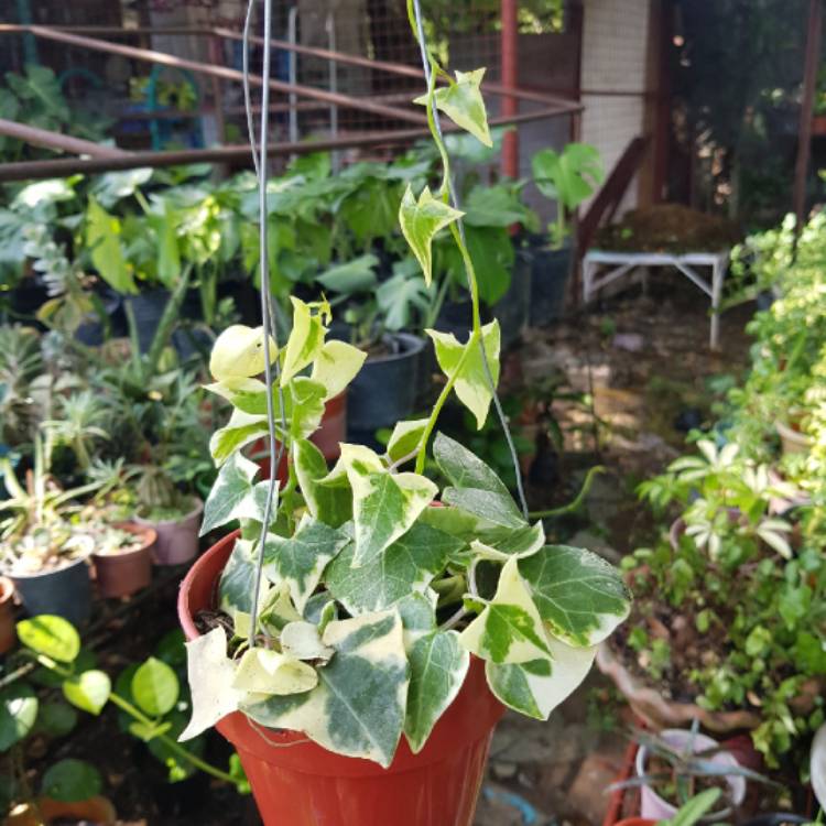 Plant image Hedera helix 'Yellow Ripple'