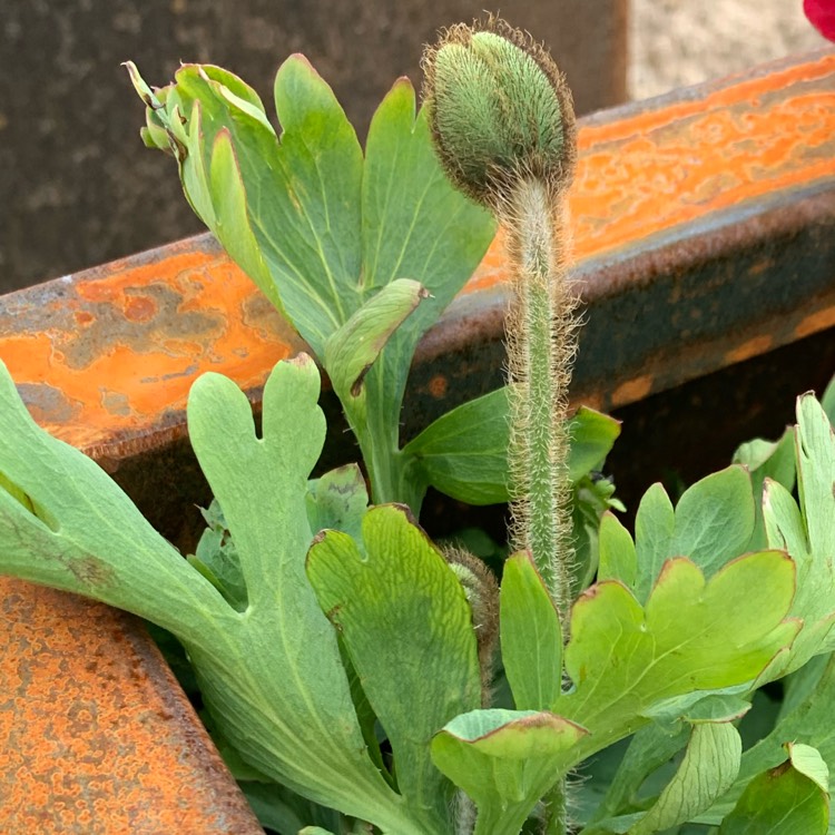 Plant image Papaver nudicaule 'Artist's Glory'