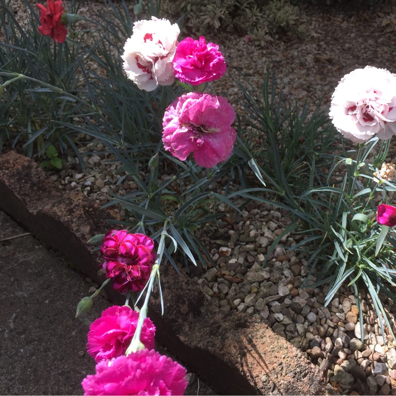 Plant image Dianthus 'Slap n Tickle'