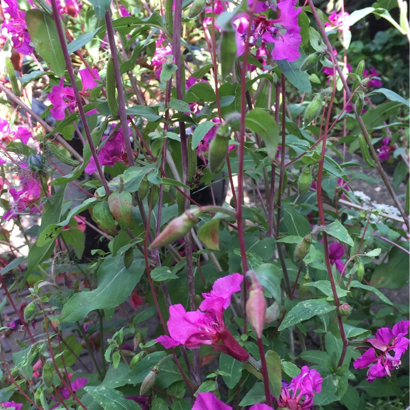 Plant image Clarkia Purpurea