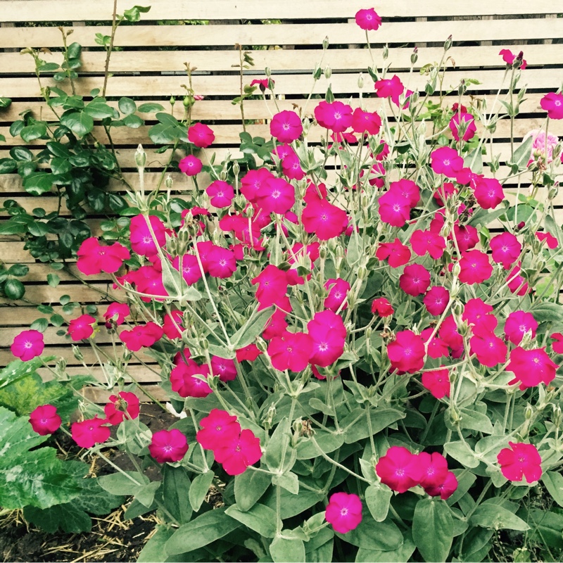 Plant image Lychnis coronaria 'Alba'