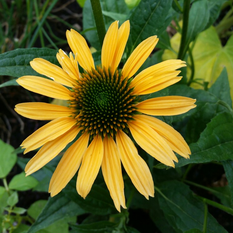 Plant image Echinacea purpurea 'Green Jewel' syn. Echinacea 'Green Jewel'