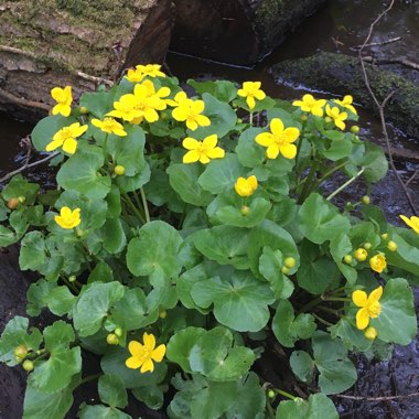 Caltha palustris syn. Caltha cornuta