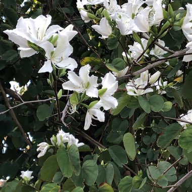 Brazilian Orchid Tree