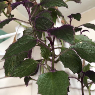 Purple Passion Plant