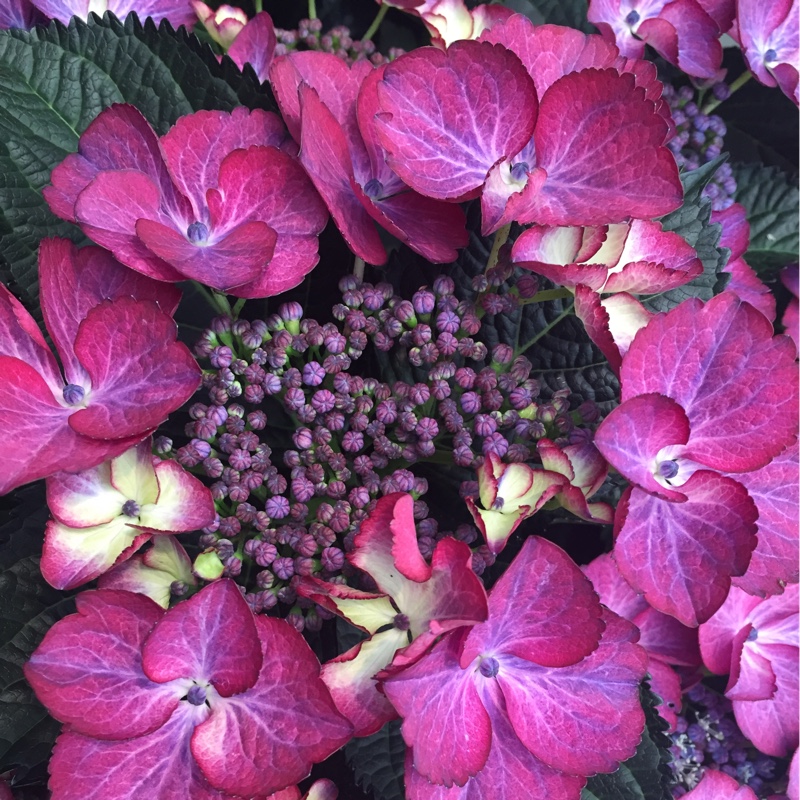 Hydrangea 'Dark Angel'